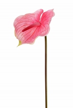 Anthurium (Aronskelk) , 70cm, Ø 18cm